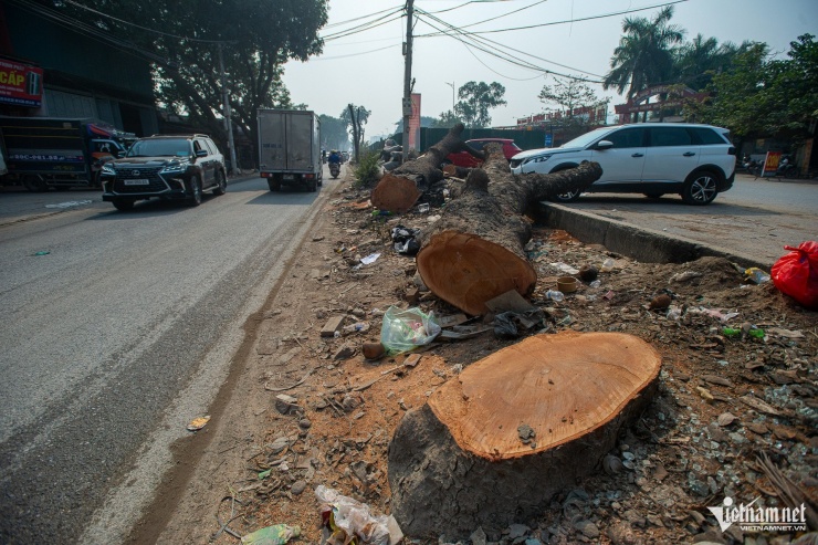 Cảnh 'bứng' hàng trăm cây xà cừ cổ thụ mở rộng đường huyết mạch ở Hà Nội - 7