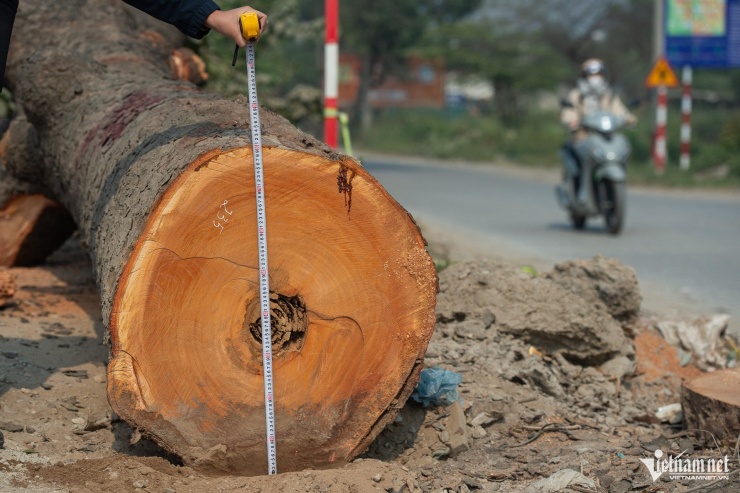 Cảnh 'bứng' hàng trăm cây xà cừ cổ thụ mở rộng đường huyết mạch ở Hà Nội - 8