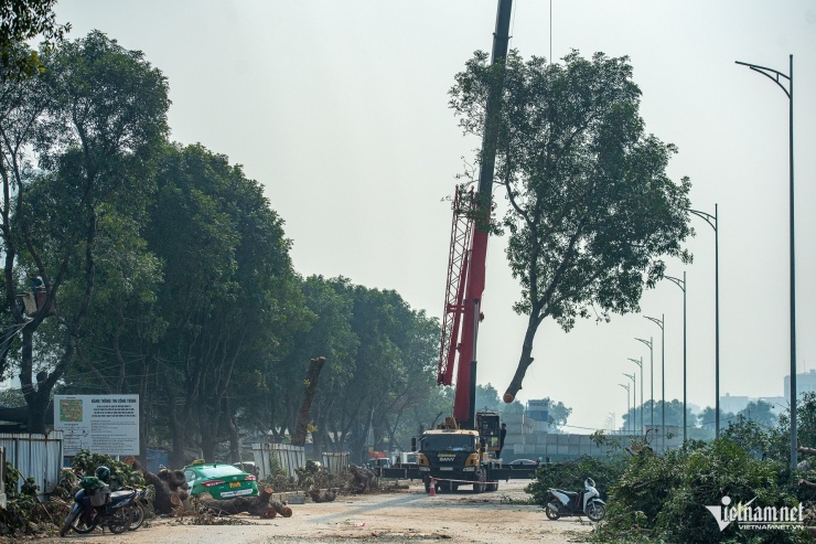 Cảnh 'bứng' hàng trăm cây xà cừ cổ thụ mở rộng đường huyết mạch ở Hà Nội - 6