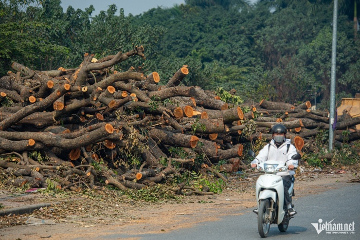 Cảnh 'bứng' hàng trăm cây xà cừ cổ thụ mở rộng đường huyết mạch ở Hà Nội - 11