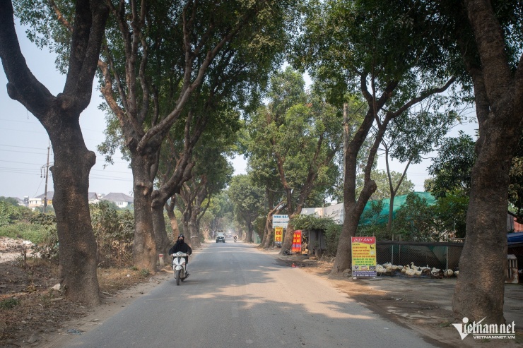 Cảnh 'bứng' hàng trăm cây xà cừ cổ thụ mở rộng đường huyết mạch ở Hà Nội - 12