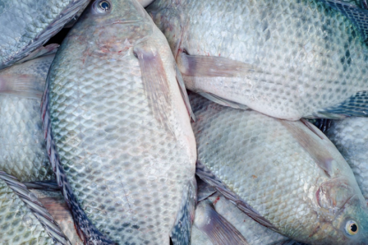 Nuốt mật cá sống để cải thiện sinh lý?