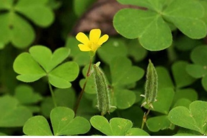 Mọc đầy ven đường, cây me đất lại là vị thuốc quý trong dân gian