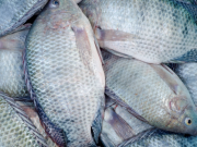 Nuốt mật cá sống để cải thiện sinh lý?