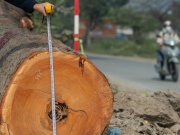 Cảnh 'bứng' hàng trăm cây xà cừ cổ thụ mở rộng đường huyết mạch ở Hà Nội