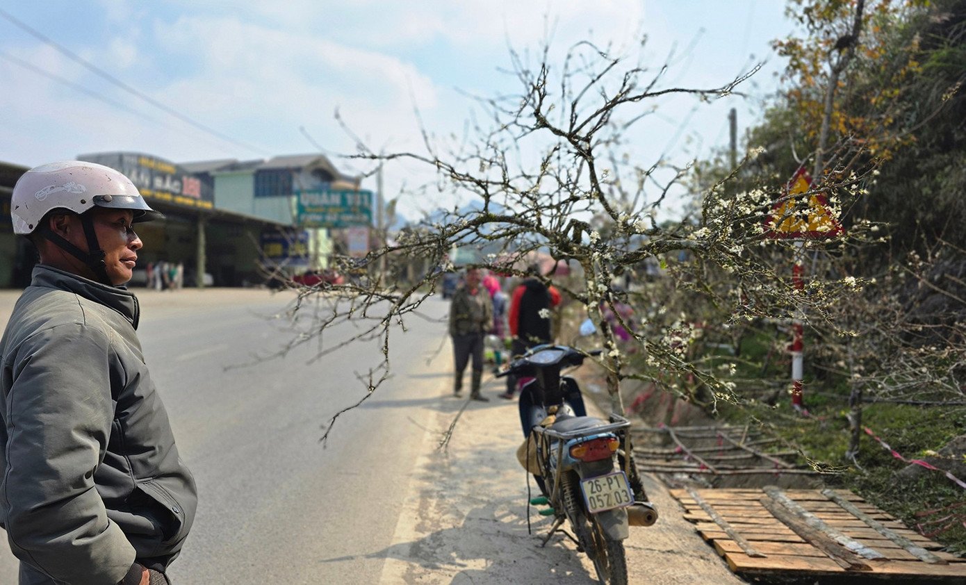 Hoa nở sớm khiến nhiều thương lái tranh thủ đưa đào, mận về Hà Nội và các tỉnh đồng bằng, phục vụ nhu cầu chơi hoa sớm hoặc trang trí dịp cuối năm.