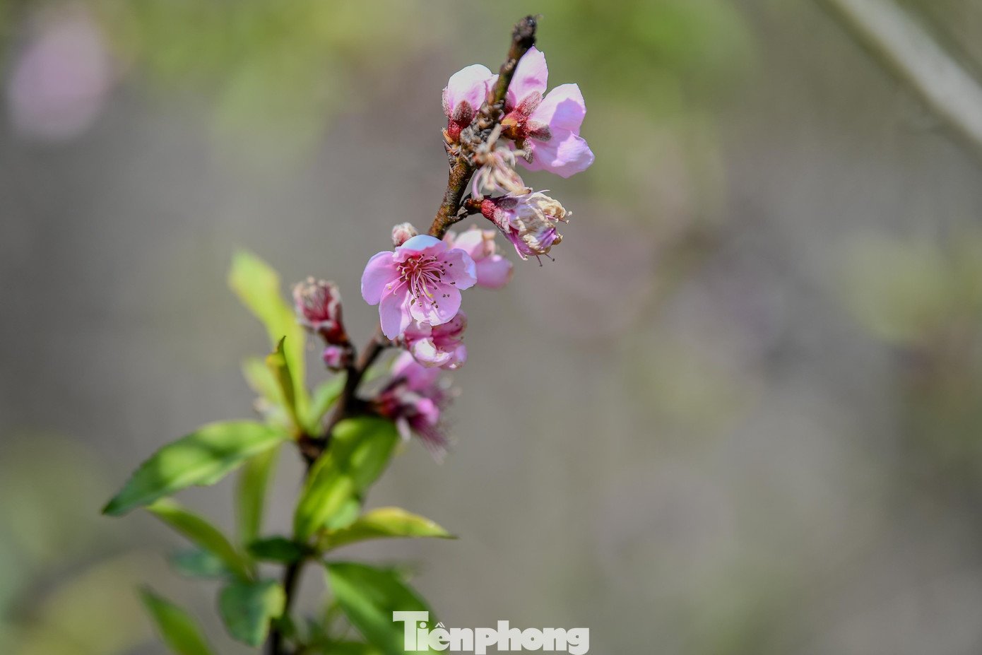 Theo người dân cho biết "mận nở sớm không phải chưa từng xảy ra, nhưng năm nay diễn ra trên diện rộng, chịu tác động cộng hưởng của thời tiết bất thường và năm âm lịch nhuận. Người dân được khuyến cáo theo dõi sát diễn biến khí hậu, chăm sóc cây hợp lý để hạn chế rủi ro lâu dài".