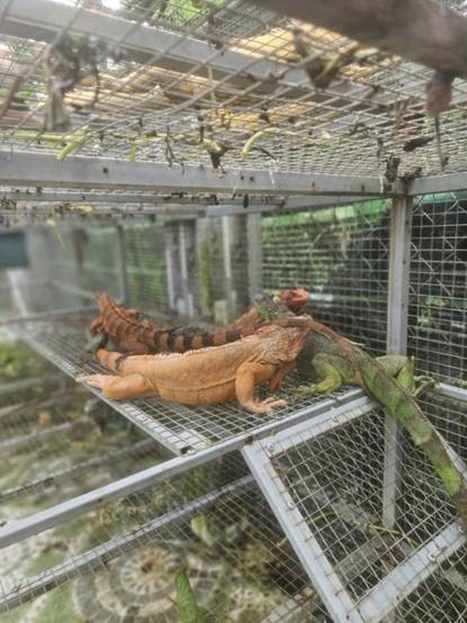 Một trong số những cá thể bị tịch thu ở cơ sở tại Củ Chi