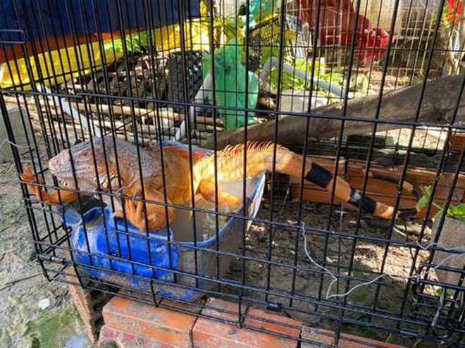 Nuôi "rồng" ở TPHCM: Thú chơi đắt đỏ vi phạm pháp luật - 1