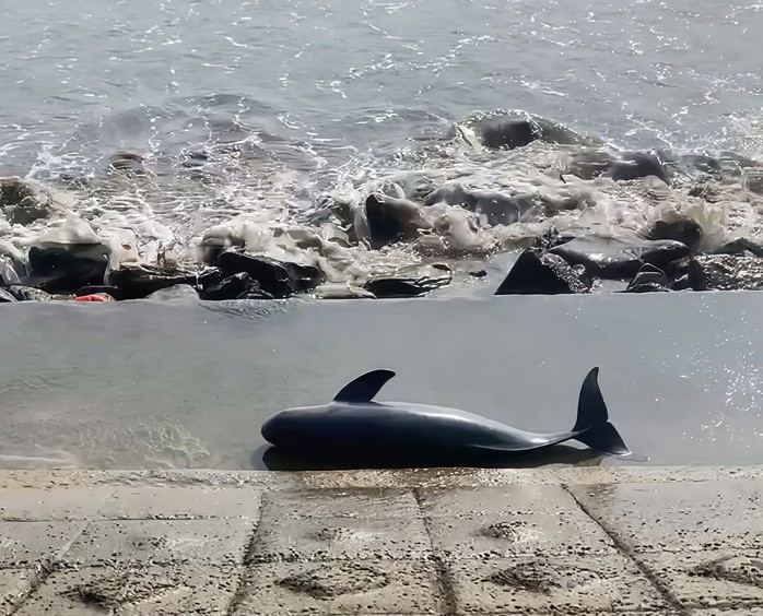 Cá voi được chôn lấp theo phong tục