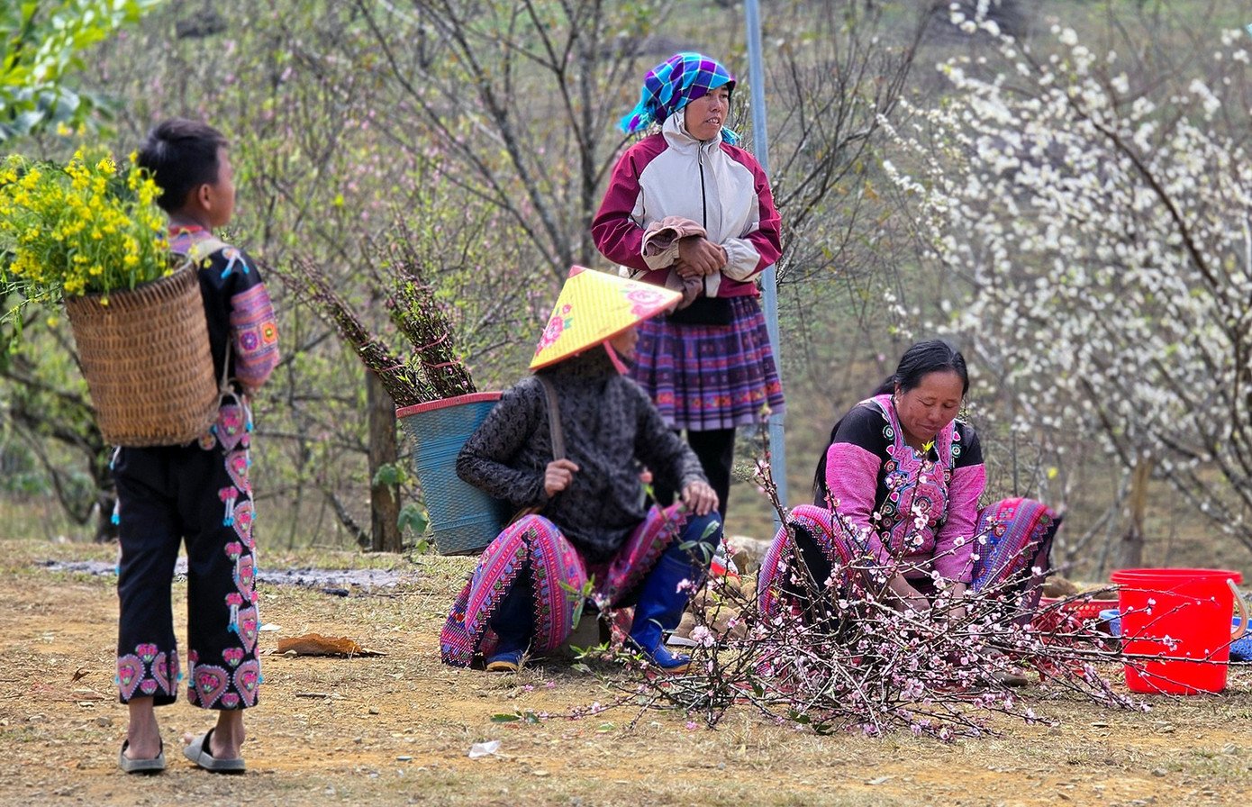 Theo người dân cho biết "mận nở sớm không phải chưa từng xảy ra, nhưng năm nay diễn ra trên diện rộng, chịu tác động cộng hưởng của thời tiết bất thường và năm âm lịch nhuận. Người dân được khuyến cáo theo dõi sát diễn biến khí hậu, chăm sóc cây hợp lý để hạn chế rủi ro lâu dài".