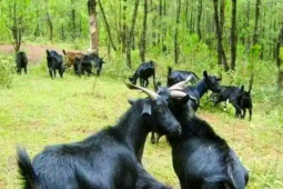 Đồi cỏ hoang thành ‘mỏ vàng xanh’: Cách một làng kiếm bộn tiền từ rừng và cỏ