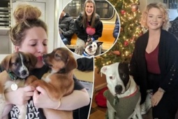 Chán ngấy hẹn hò online, nhiều phụ nữ 'thà dắt chó đi dạo còn hơn yêu đương'