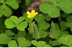 Mọc đầy ven đường, cây me đất lại là vị thuốc quý trong dân gian