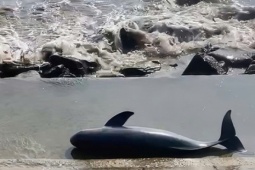 Xác cá voi nặng khoảng 40 kg trôi dạt vào bờ biển Quảng Trị