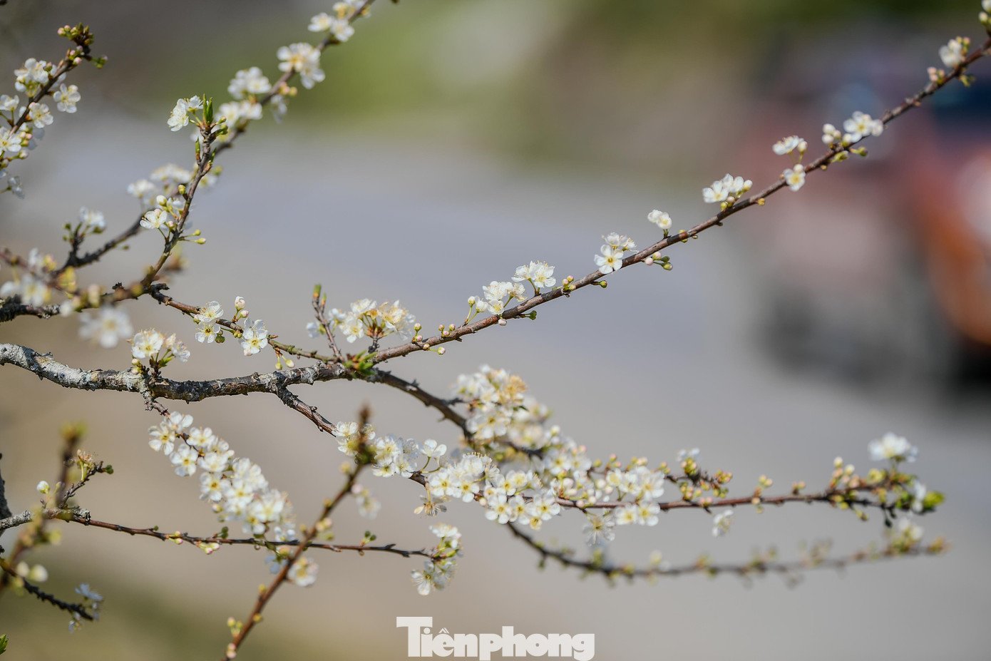 Theo người dân cho biết "mận nở sớm không phải chưa từng xảy ra, nhưng năm nay diễn ra trên diện rộng, chịu tác động cộng hưởng của thời tiết bất thường và năm âm lịch nhuận. Người dân được khuyến cáo theo dõi sát diễn biến khí hậu, chăm sóc cây hợp lý để hạn chế rủi ro lâu dài".