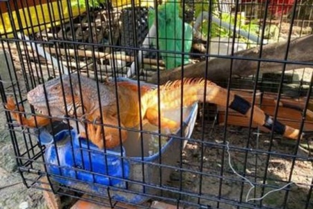 Nuôi "rồng" ở TPHCM: Thú chơi đắt đỏ vi phạm pháp luật