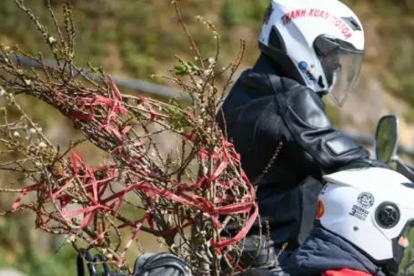 Đào, mận Mộc Châu hút khách chơi Tết sớm