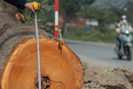 Cảnh 'bứng' hàng trăm cây xà cừ cổ thụ mở rộng đường huyết mạch ở Hà Nội