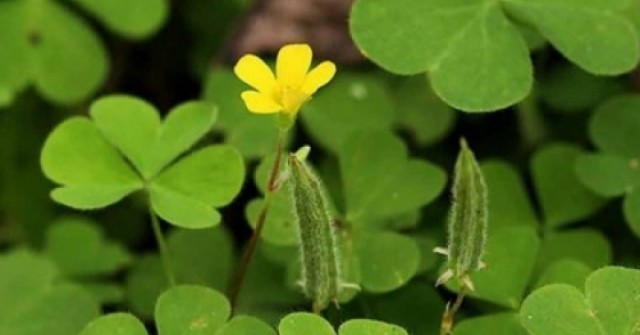 Mọc đầy ven đường, cây me đất lại là vị thuốc quý trong dân gian