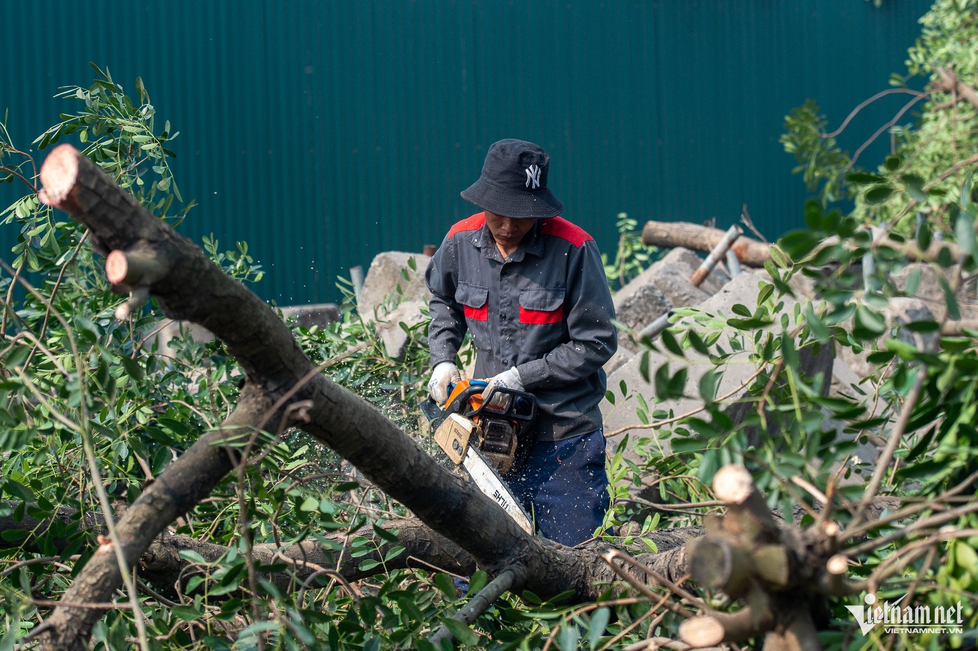 Cảnh 'bứng' hàng trăm cây xà cừ cổ thụ mở rộng đường huyết mạch ở Hà Nội - 9