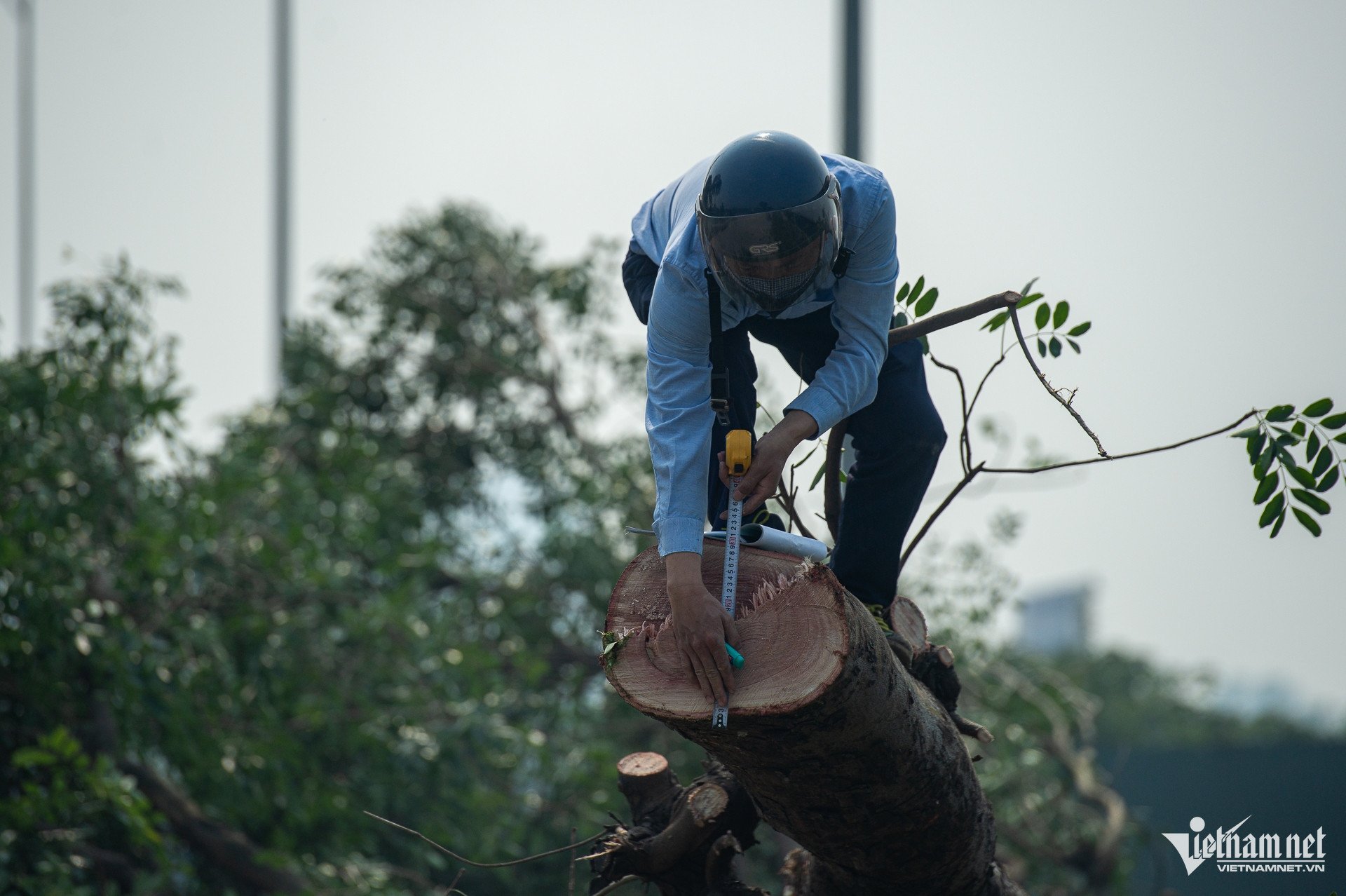 Cảnh 'bứng' hàng trăm cây xà cừ cổ thụ mở rộng đường huyết mạch ở Hà Nội - 10