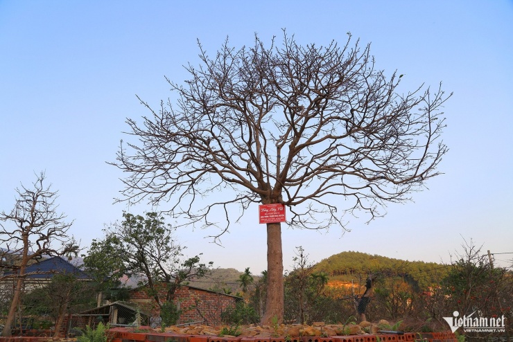 Cây mai vàng Yên Tử được khách hỏi mua với giá 900 triệu đồng tại vườn nhà ông Phạm Khắc Huyến. Ảnh: Phạm Công