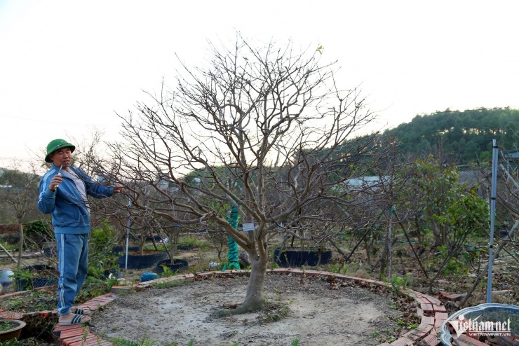 Cây mai vàng Yên Tử được khách chốt với giá 200 triệu đồng. Ảnh: Phạm Công