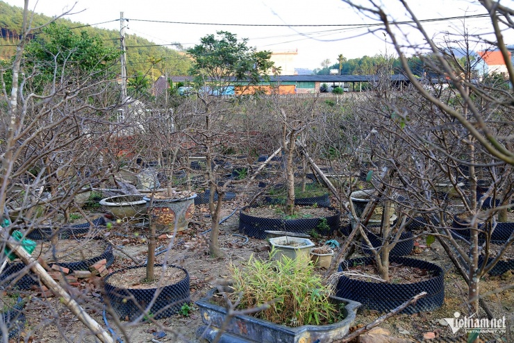 Nhìn như cành củi khô, cây mai Yên Tử bất ngờ được hỏi mua gần 1 tỷ đồng - 4