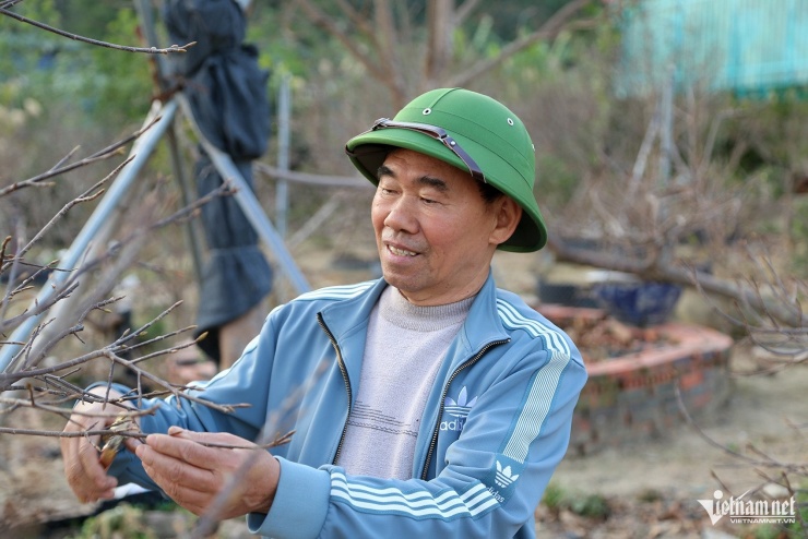 Ông Phạm Khắc Huyến có hơn 20 năm trồng mai vàng Yên Tử, mỗi năm thu về hàng trăm triệu đồng từ bán cây dịp Tết. Ảnh: Phạm Công