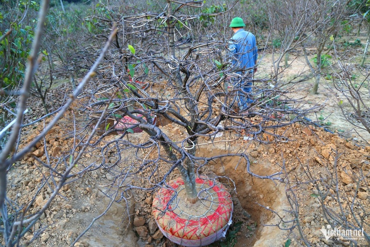 Cả khu vườn mai vàng Yên Tử nhìn như những cành củi khô nhưng ẩn bên trong đã có nụ hoa chờ ngày bung cánh. Ảnh: Phạm Công