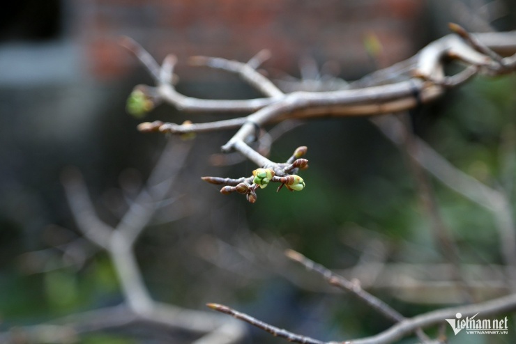 Nhìn như cành củi khô, cây mai Yên Tử bất ngờ được hỏi mua gần 1 tỷ đồng - 5