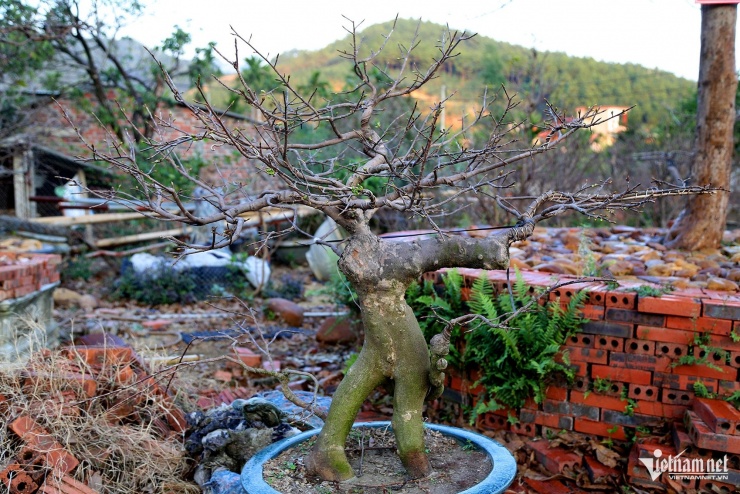 Những cây mai được uốn nắn dáng đẹp đạt tiêu chuẩn để bán vào dịp Tết Nguyên đán 2026. Ảnh: Phạm Công