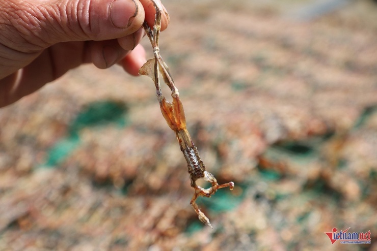 Đặc sản "vũ nữ chân dài" hút khách dịp Tết