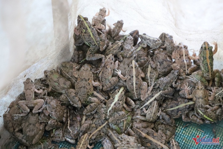 Nhái sau khi bắt, được bán lại cho các cơ sở làm khô ở vùng núi Cấm