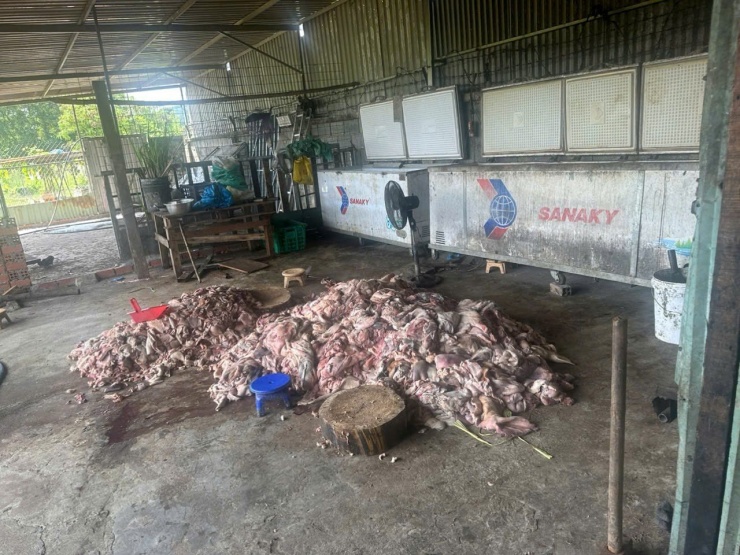 Phụ phế phẩm lợn mất vệ sinh, bốc mùi hôi và có dấu hiệu tím tái chuẩn chuẩn bị tuồn ra thị trường.