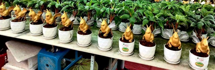 Anh Đậu Thanh Tùng và đàn ngựa dừa "mặt ngơ ngác". Ảnh: T.Đ