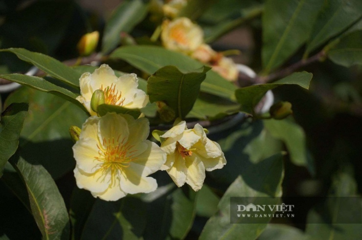 Đa số các giống mai vàng của chị Trang trồng đều có bông to, nụ dày, nhiều cánh và tên gọi mang ý nghĩa phong thủy.&nbsp;Ảnh: H.X