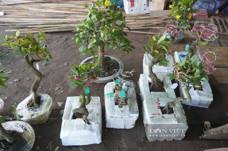 Mai vàng bonsai của&nbsp;Cao Thị Thùy Trang chuẩn bị giao cho khách. Ảnh: H.X