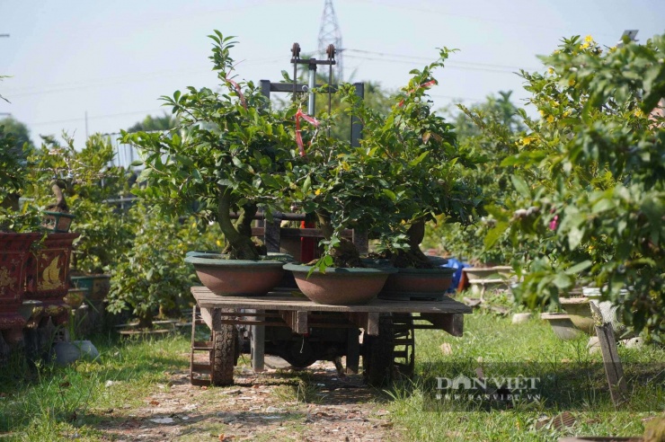 Mai vàng bonsai thường được bán chạy vào những ngày cận Tết Nguyên đán.&nbsp;Ảnh: H.X