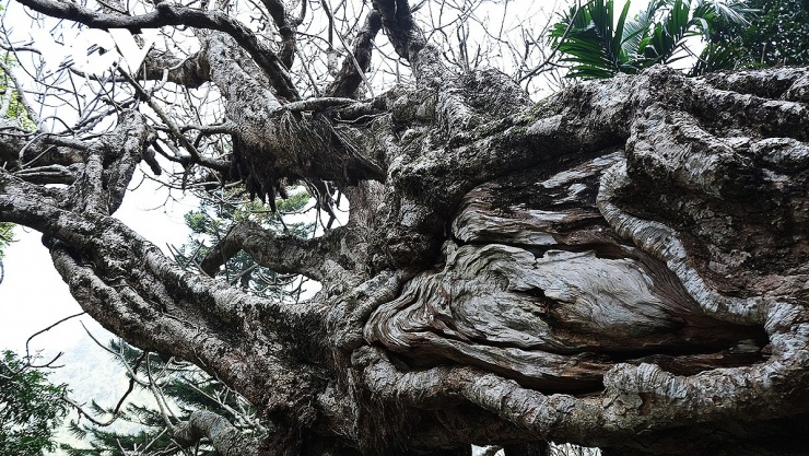 Những gốc hoa Đại trăm tuổi xù xì dấu thời gian.