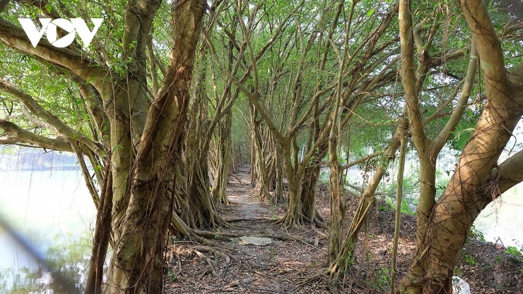 Những con đường nhỉ phân nhánh với hai hàng cây thẳng tắp đang chờ đợi du khách đến check-in.