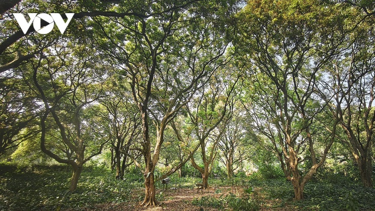 ... hoặc dưới tán lá của những vườn nhãn già&nbsp;xanh mát.