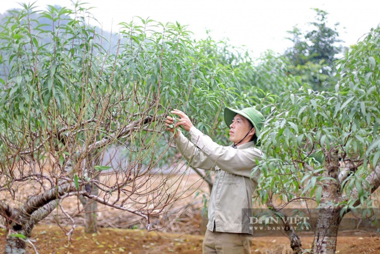 Các nhà vườn tại xã Đà Bắc tập trung tuốt lá, tỉa cành chuẩn bị cho vụ đào Tết Nguyên đán Bính Ngọ 2026. Ảnh: Phạm Hoài.
