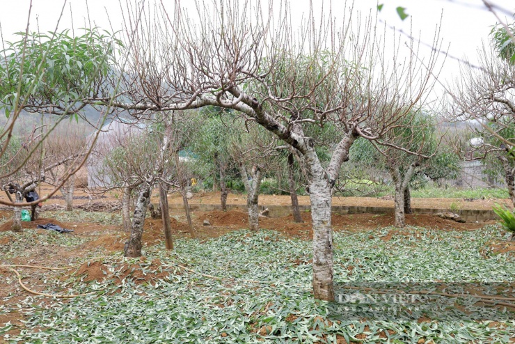 Những gốc đào sau khi được&nbsp;tuốt lá, tỉa cành tại một nhà vưởn trên địa bàn xã Đà Bắc, tỉnh Phú Thọ. Ảnh: Phạm Hoài.