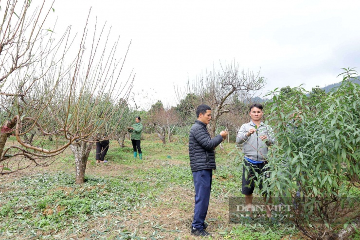 Với quy mô hơn 5 ha và khoảng 5.000 gốc đào các loại, xã vùng cao Đà Bắc đang dần hình thành vùng sản xuất hàng hóa tập trung, góp phần thúc đẩy kinh tế địa phương.&nbsp;Ảnh: Phạm Hoài.