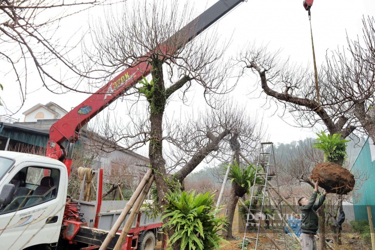 Thương lái sử dụng xe tải chuyên dụng thu mua đào tận vườn. Ảnh: Phạm Hoài.