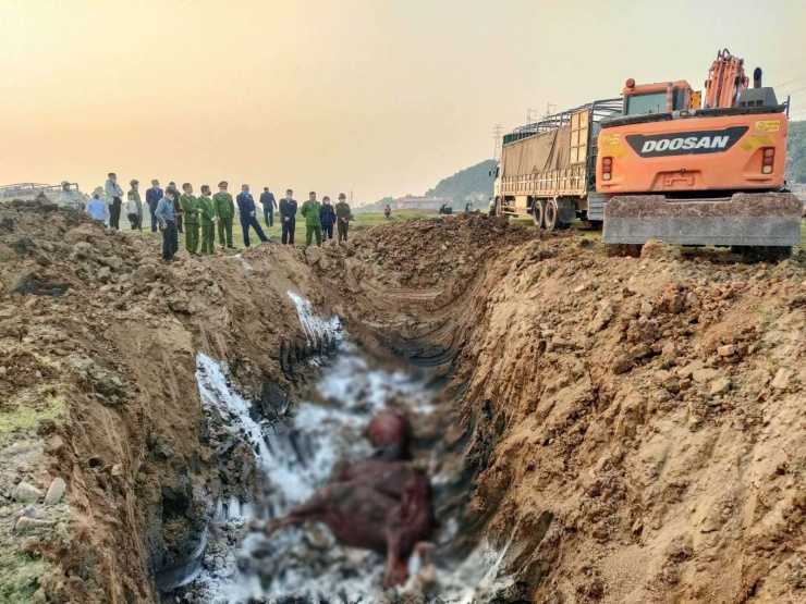 Lực lượng chức năng tiêu hủy số trâu bị nhiễm bệnh. Ảnh: CA