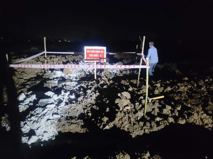 Toàn bộ 13 con trâu mắc bệnh lở mồm long móng đã bị buộc tiêu hủy theo hình thức chôn lấp. Ảnh: CA