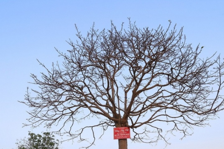 Nhìn như cành củi khô, cây mai Yên Tử bất ngờ được hỏi mua gần 1 tỷ đồng